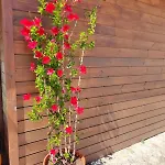 Holiday home A Casa Da Japoneira Cb Rebordoes (Braga)