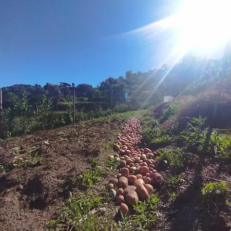 A Casa Da Japoneira Cb Casa de Férias Rebordoes (Braga)