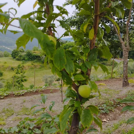 A Casa Da Japoneira Cb Semesterbostad *