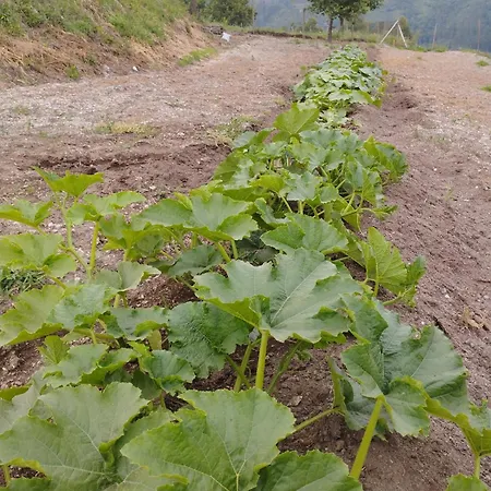 A Casa Da Japoneira Cb Holiday home Rebordoes (Braga)