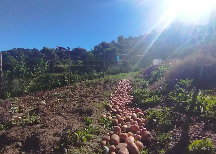 A Casa Da Japoneira Cb Сasa de vacaciones Rebordoes (Braga)