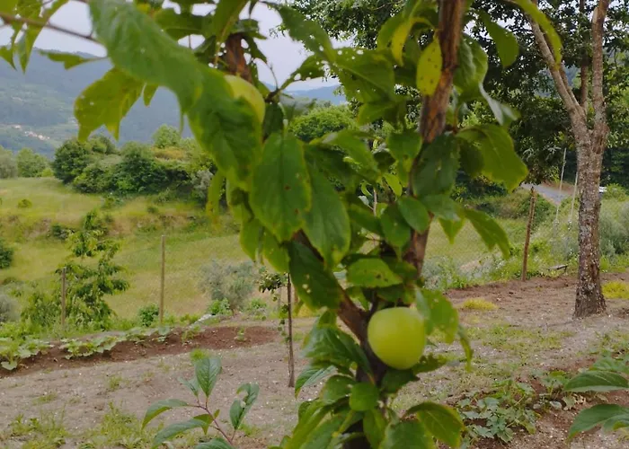 A Casa Da Japoneira Cb Semesterbostad *