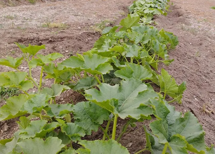 A Casa Da Japoneira Cb Сasa de vacaciones Rebordoes (Braga)